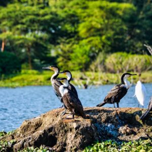 16 days of Rwanda - Uganda Adventure Tour