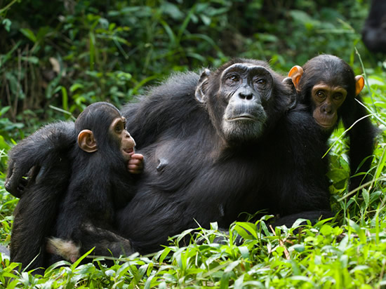 buraiga-chimp-habituation-experience