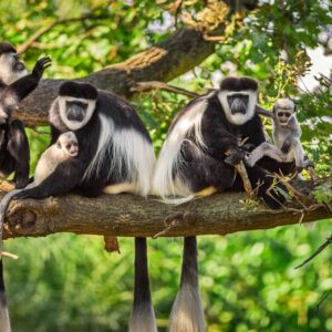 13 day amazing combined Uganda and Rwanda Safari