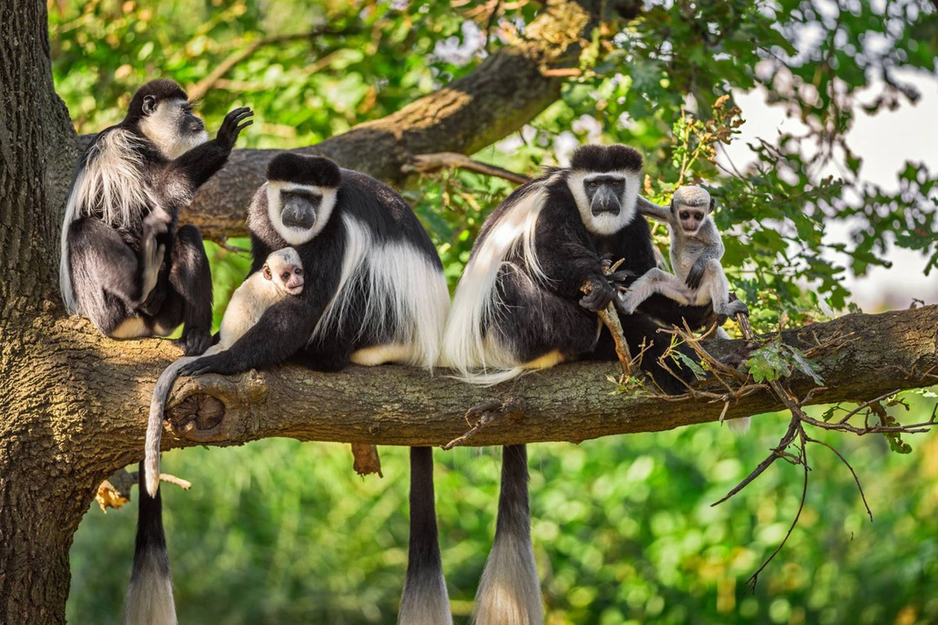 colobus-monkeys-in-Nyungwe 13 day amazing combined Uganda and Rwanda Safari