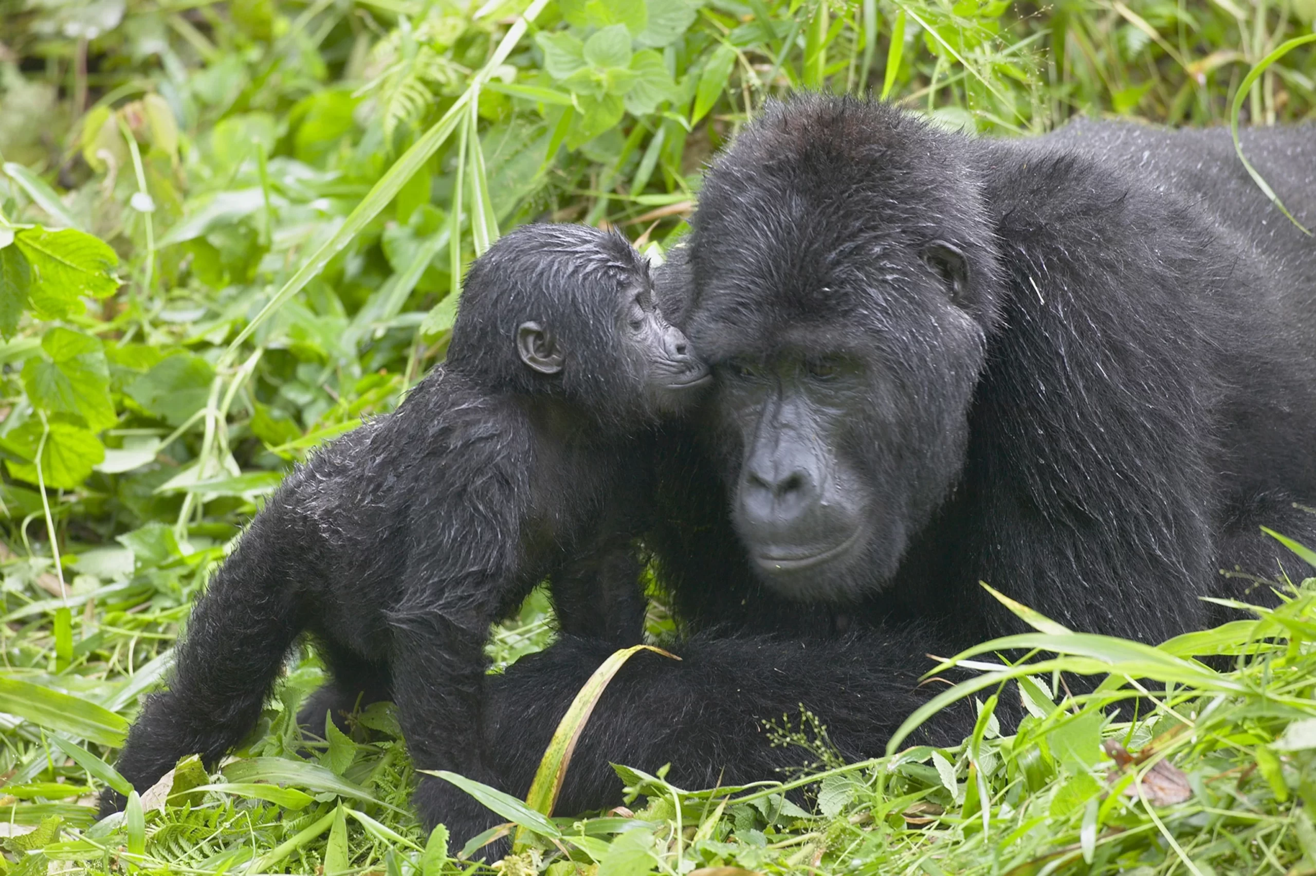gorilla-trekking-uganda-adult-infant