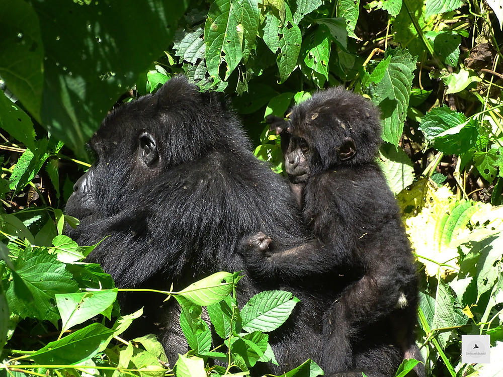 gorilla ug 11 days Uganda gorilla wildlife tour and cultural encounter