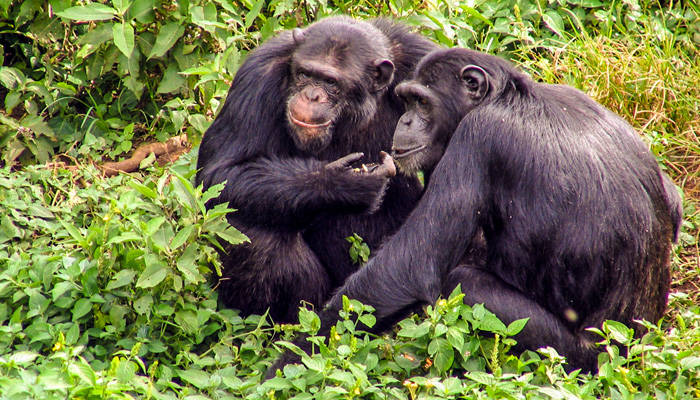 kibale np chimps 4-day wildlife safari and chimpanzee tracking