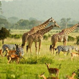 9 days Murchison falls big five, chimpanzee, gorilla trekking