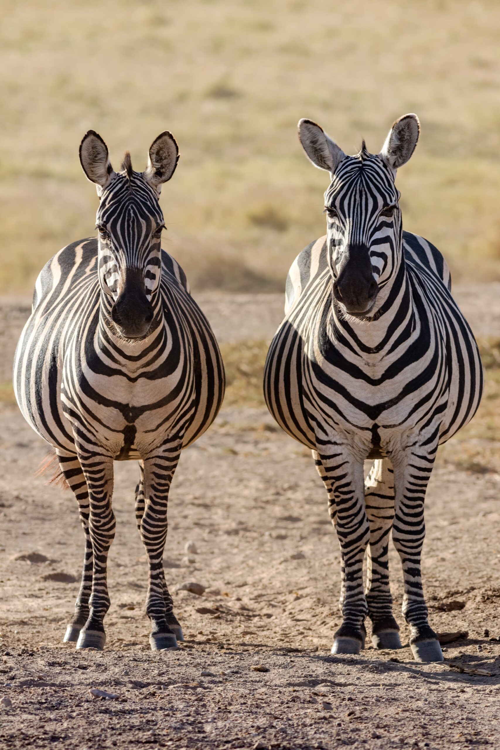 neil-and-zulma-scott-dgH8NSdEDv0-unsplash 7 Day Northern & Sounthern Kenya Savannah Private Safari