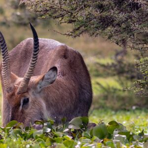 3 day adventurous safari to Queen Elizabeth National park