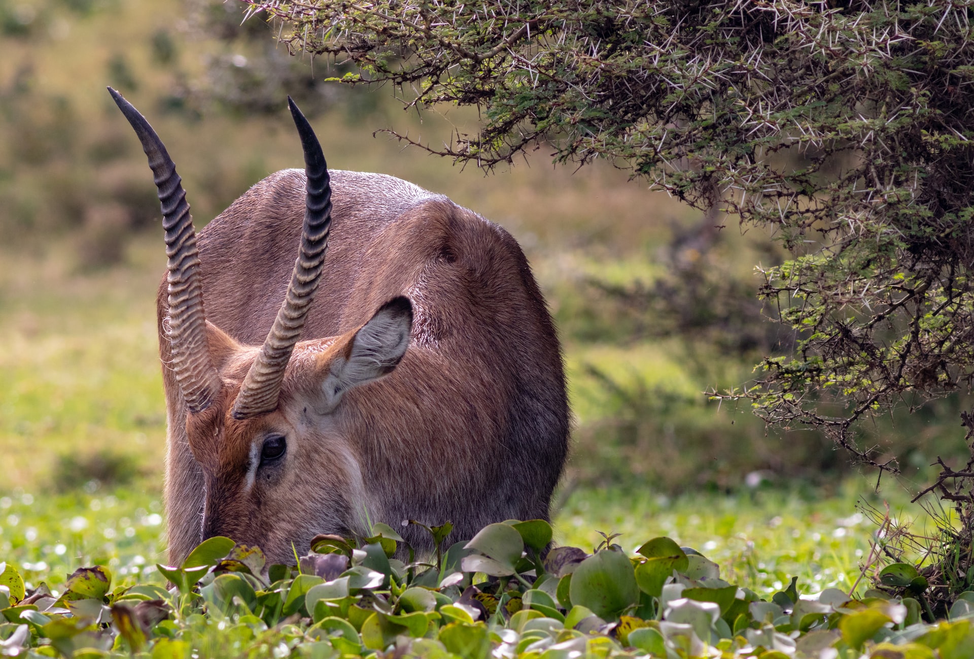 neil-and-zulma-scott-rzDxvoboaHU-unsplash 3 day adventurous safari to Queen Elizabeth National park