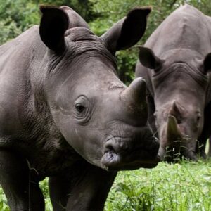 15 Days Uganda wildlife and primate safari