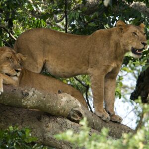 10 DAYS EXCITING BIG FIVE SAFARI ADVENTURE AND PRIMATES