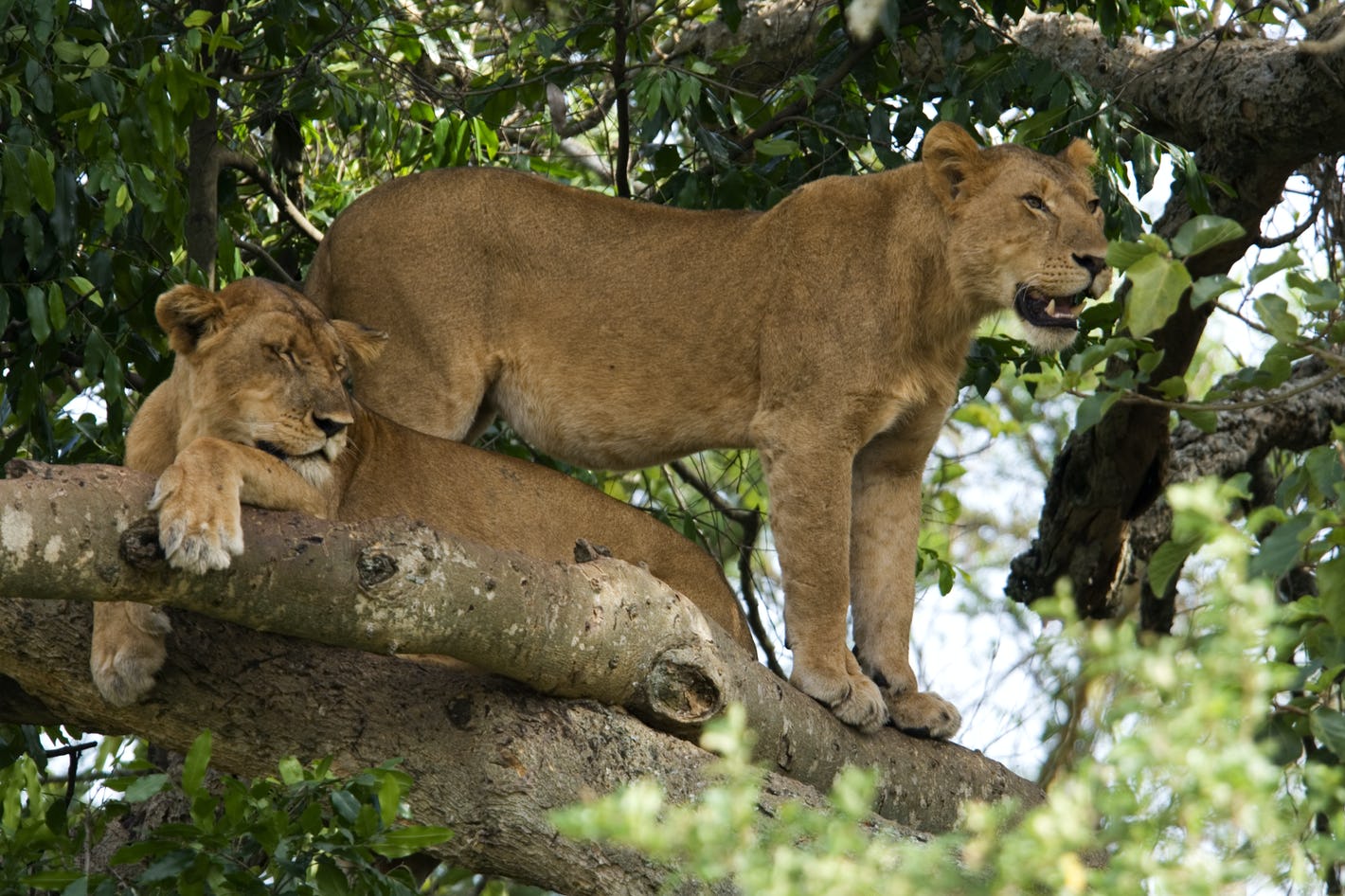 tree climbing lion2 10 DAYS EXCITING BIG FIVE SAFARI ADVENTURE AND PRIMATES