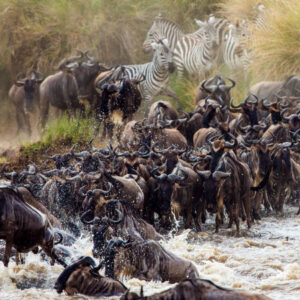 12 days Tanzania and Uganda wildlife - Gorillas and chimpanzees