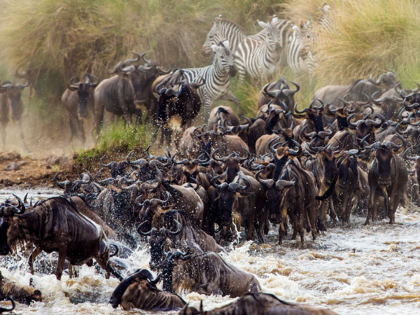 wildbeest migration 12 days Tanzania and Uganda wildlife - Gorillas and chimpanzees