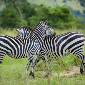 3-Day Akagera national park wildlife tour in Rwanda
