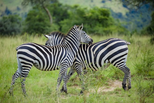 Akagera-National-Park 3-Day Akagera national park wildlife tour in Rwanda