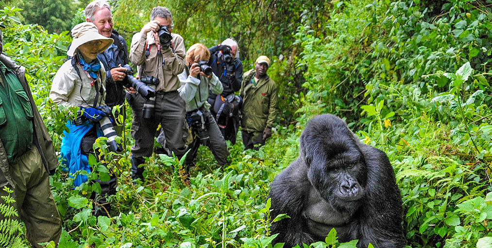 An-hour-with-gorillas 7-Day highlights and tour of Rwanda