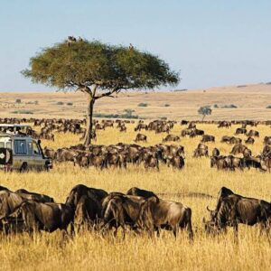3-day Masai Mara luxury safari in 4x4 Safari Jeep