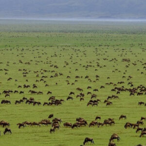 tanzania's 5 day top notch wildlife safari package