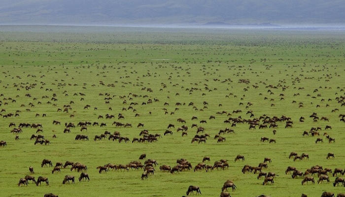 serengeti-national-park tanzania's 5 day top notch wildlife safari package